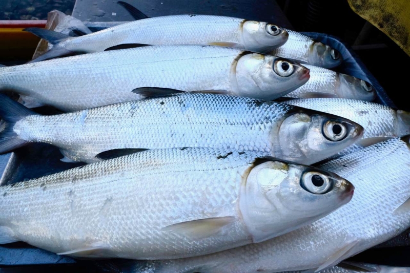 虱目魚價格再創新高！漁電共生導致上千公頃魚塭停養，飼料漲價、氣候異常補刀 漁民憂進口魚搶市