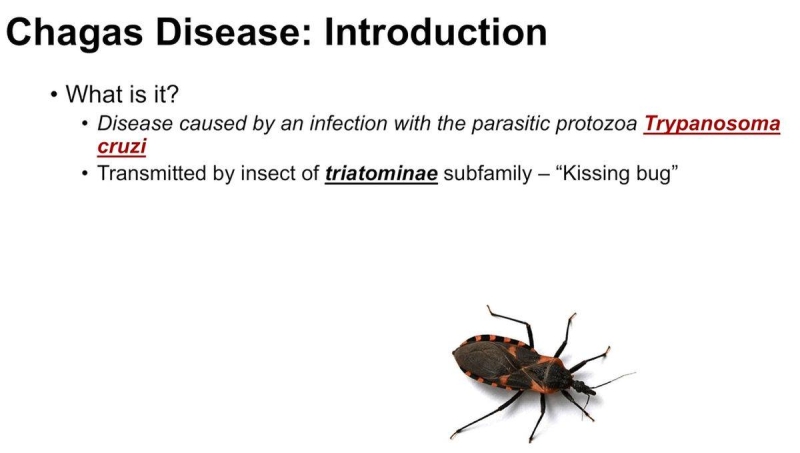 美爆「接吻蟲」疫情28萬人染病　終身帶寄生蟲嚴重恐喪命
