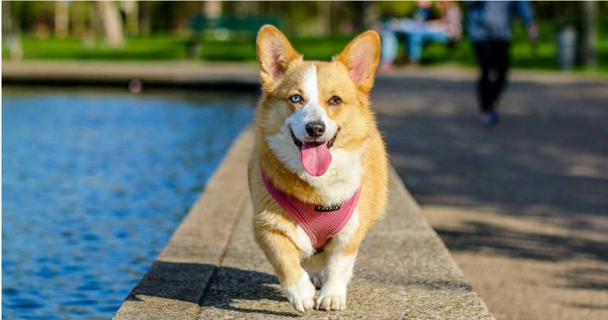 行政院推動保法新制！寵物棄養最高罰百萬　虐殺刑責加重