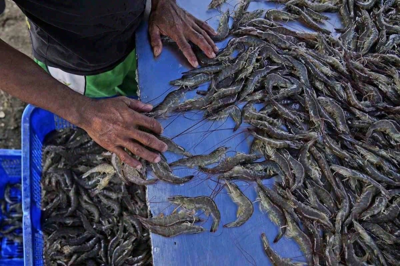 美國驗出印尼蝦遭輻射汙染　將實施嚴格進口認證護食安